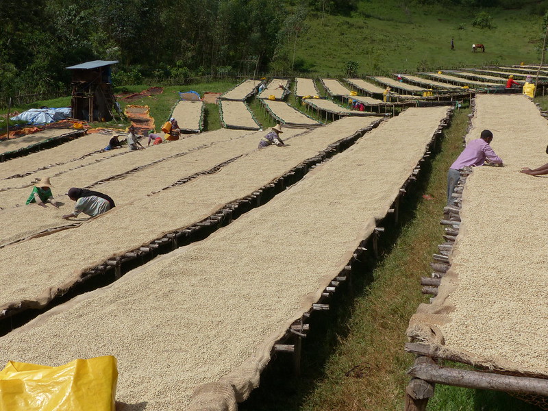 Ethiopie - Séchage du café sur lits africains